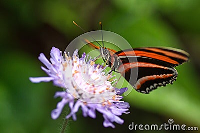 Very pretty butterfly on purple flower Stock Photo