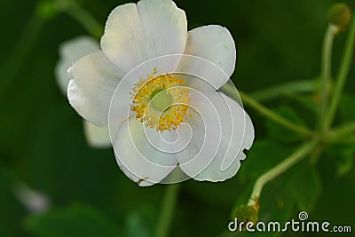 very pretty colorful anemone garden flower from close in the sunshine Stock Photo