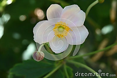 very pretty colorful anemone garden flower from close in the sunshine Stock Photo