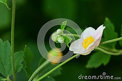 very pretty colorful anemone garden flower in the sunshine Stock Photo