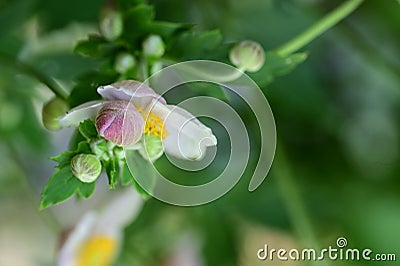 very pretty colorful anemone garden flowerin the sunshine Stock Photo