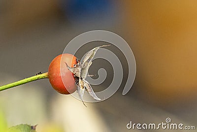 very pretty colorful berry in the autumn in my garden Stock Photo