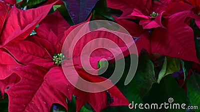 Very pretty colorful flowers close up in decembar Stock Photo