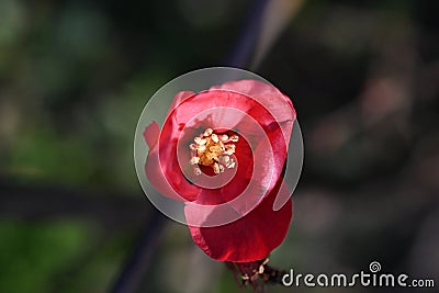 Very pretty colorful flowers close up in decembar Stock Photo