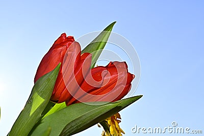 The very pretty colorful gerber with tulip close up in the sunshine Stock Photo