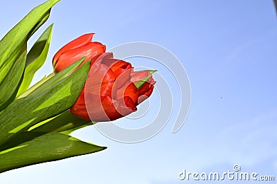 The very pretty colorful gerber with tulip close up in the sunshine Stock Photo