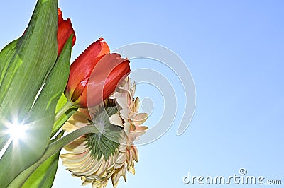 The very pretty colorful red tulip with gerber close up in the sunshine Stock Photo