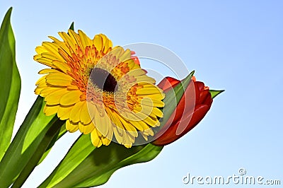 The very pretty colorful red tulip with gerber close up in the sunshine Stock Photo