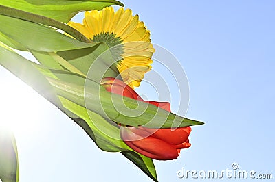 The very pretty colorful red tulip with gerber close up in the sunshine Stock Photo