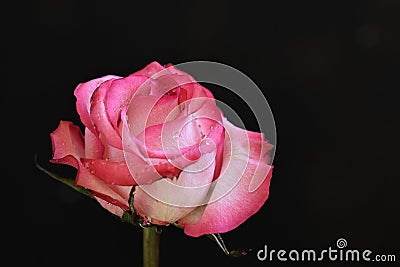 Very pretty colorful rose close up Stock Photo