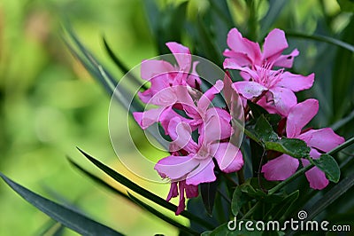 The very pretty colorful summer flower close up Stock Photo