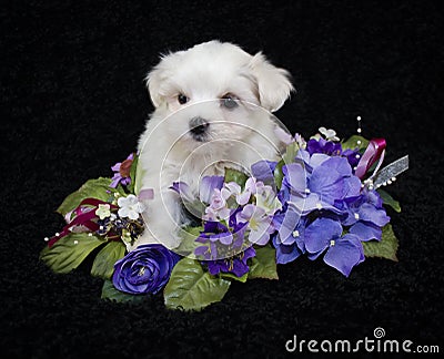 Very Pretty Malti-Poo Puppy Stock Photo