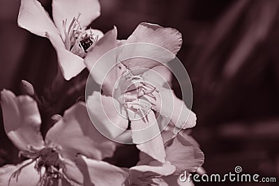 Very pretty sepia flower close up Stock Photo