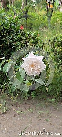 a very pretty snow white rose Stock Photo