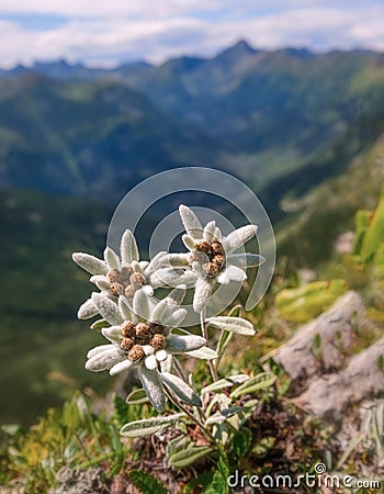 Very rare edelweiss mountain flower. Isolated rare and protected wild flower edelweiss flower Stock Photo