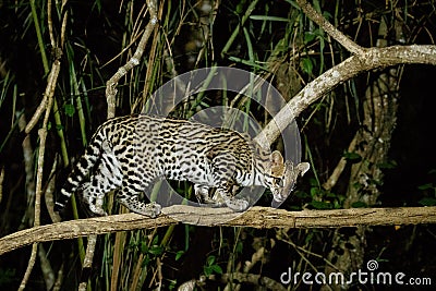 Very rare ocelot in the night of brazilian jungle Stock Photo