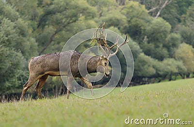 Very rare Père David's deer in autumn Stock Photo