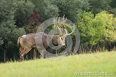 Very rare Père David's deer in autumn Stock Photo