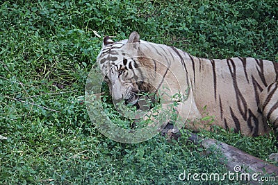 This is a very rare shot of a wild white tiger.White tiger in prone.big white tiger lying on grass close up Stock Photo