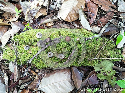 Rare tree roots Stock Photo