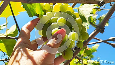Very refreshing grapes Stock Photo