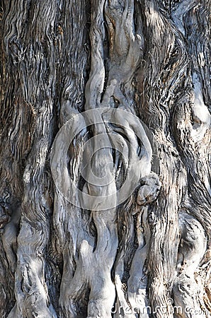 Very Rough Chinese Tree Bark Called Dragon Meanders by the Chine Stock Photo