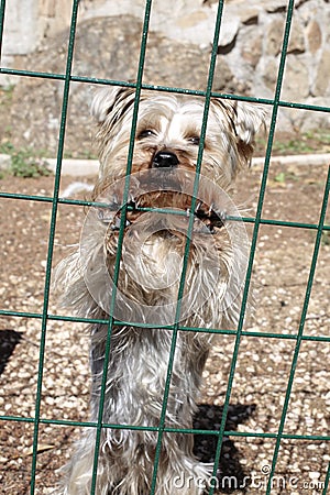 Very sad small dog in kennel Stock Photo