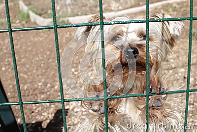 Very sad small dog in kennel Stock Photo