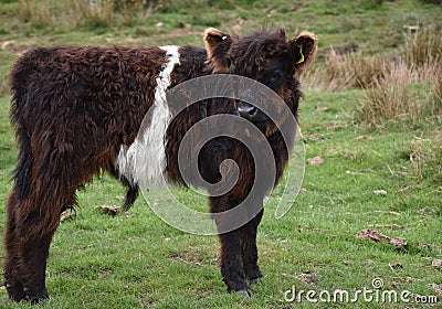 Very Shaggy Belted Galloway Calf in a Pasture Editorial Stock Photo