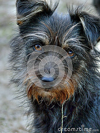 Very Shaggy Dog 9 Stock Photo