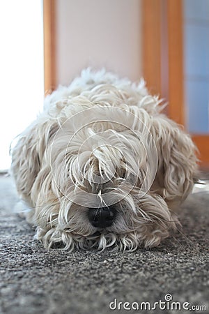 Very Shaggy Dog with Long Fur in Desperate need of a Groom from a Groomer Stock Photo