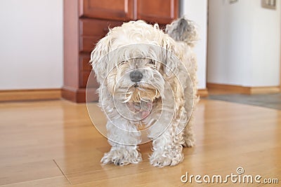 Very Shaggy Dog with Long Fur in Desperate need of a Groom from a Groomer Stock Photo