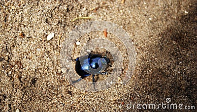 Very shiny black or blue spring beetle walk on sand. Stock Photo