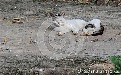 A very skinny skinny cat lies on the ground in a Uganda village. Stock Photo