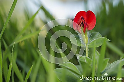 Very smal red flower of mediterraneo, Andalusia, Spain Stock Photo