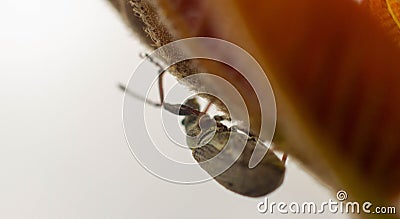very small beetle among the plants in search of food, an insect that has multiple species spread throughout the world.ï¿¼ Stock Photo