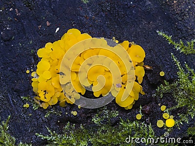 Very small fungus yellow fairy cups or lemon discos, Bisporella citrina, on old wet wood macro, selective focus Stock Photo