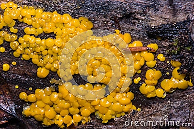 Very small fungus yellow fairy cups or lemon discos, Bisporella citrina, on old wet wood macro texture, selective focus Stock Photo