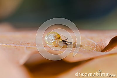 Very small snail crawling on a leaf Stock Photo