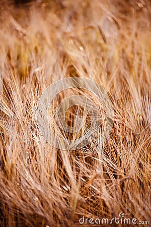 Very soft grass Stock Photo