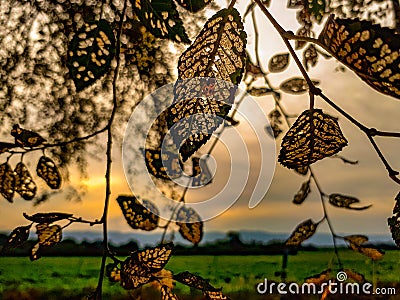 A very special landscape with translucent leaves Stock Photo