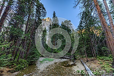 Tall pine trees tilt skyward with a rocky creek with a little water in the foreground Stock Photo