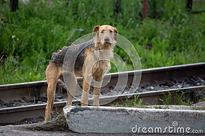 Very thin stray dog Stock Photo