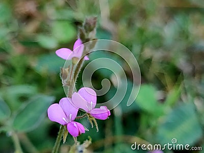 Very tiny purple street flowers shaped like orchids Stock Photo