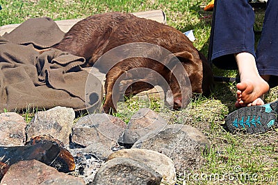 A very tired dog sleeping beside his boy and a warm campfire Stock Photo