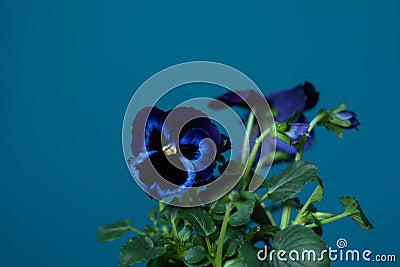 Violet pansy flowers on peacock blue, teal painted wall Stock Photo