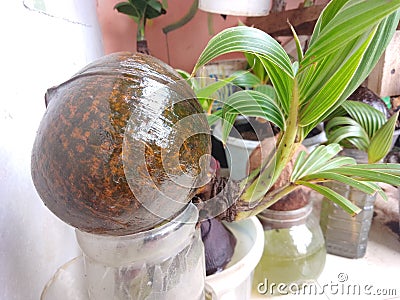very unique coconut bonsai Stock Photo
