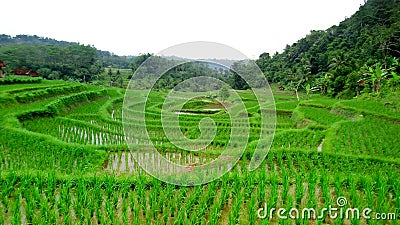 A very unique form of rice field Stock Photo