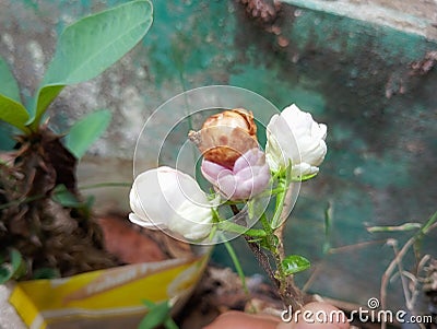 A very unique view of jasmine flowers Stock Photo