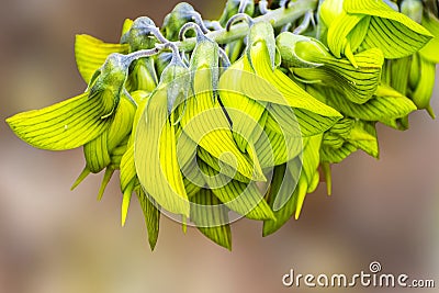 The very unusual and stunning Bird flower Stock Photo